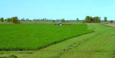 mowing lucerne hay