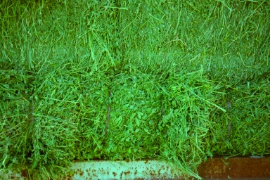 lucerne bale closeup