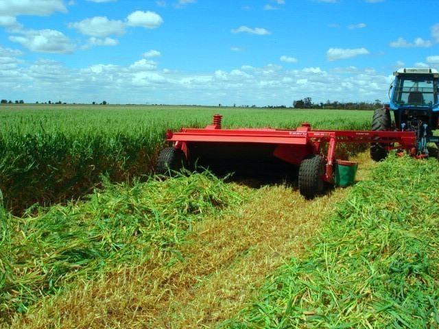 Lucerne Grass